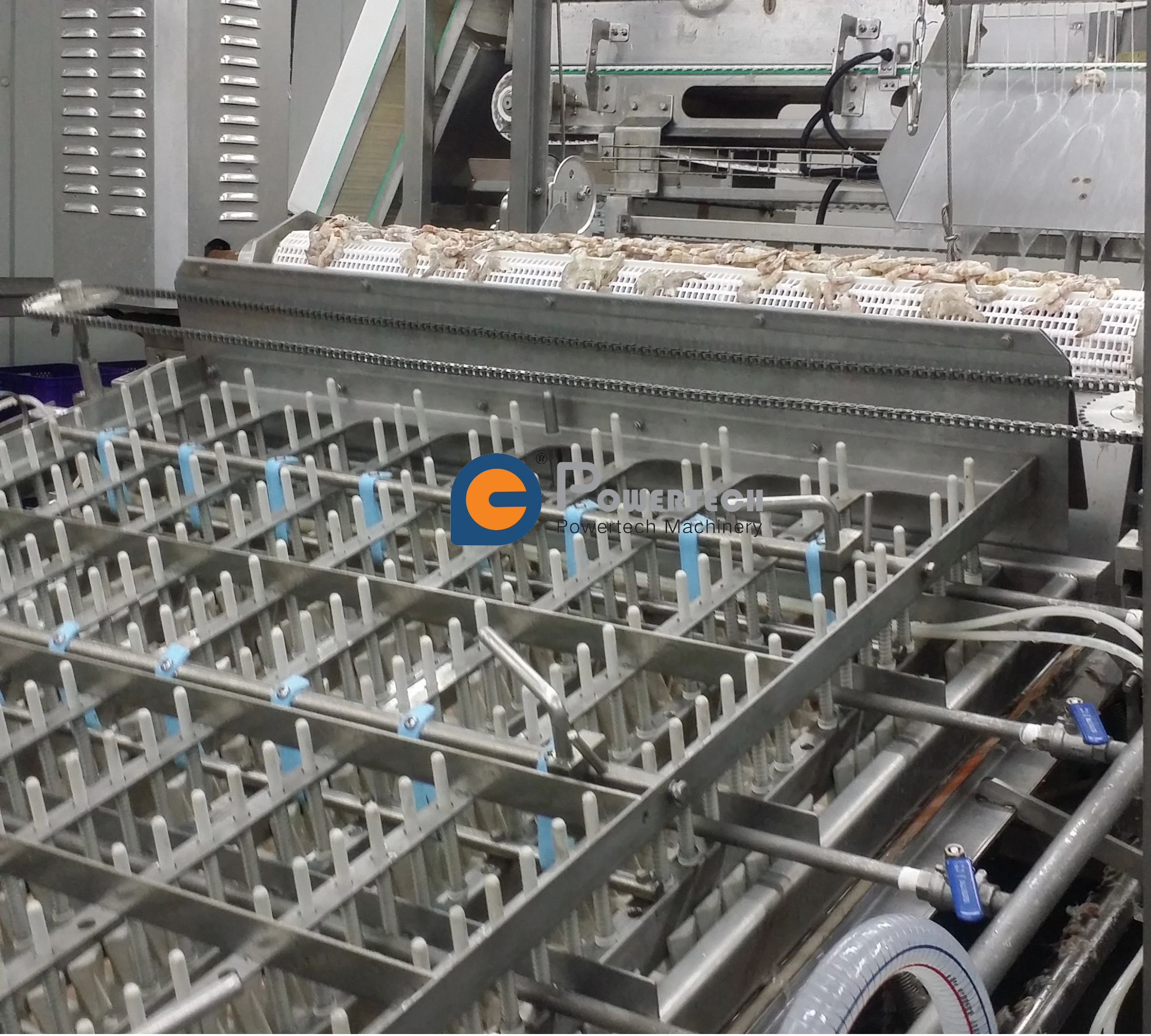 Línea de producción de pelado automático de camarones Vanamei de alta capacidad