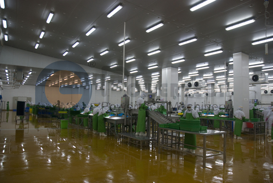 Línea automática de procesamiento de salmón de alta capacidad