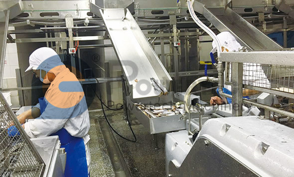 Línea de producción automática flexible de fileteado de pescado