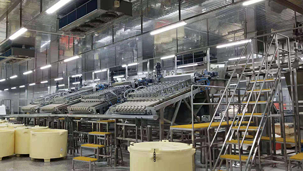 Línea de producción de pelado de camarones AutoPeel