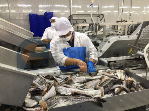 Máquina automática de fileteado de pescado de alta eficiencia