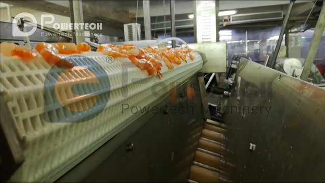 Línea de producción de pelado automático de camarones cocidos con cabeza