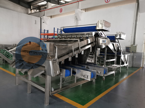 Máquina clasificadora de camarones de higiene y seguridad alimentaria