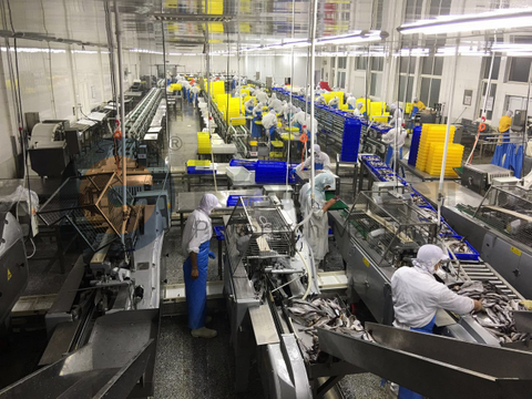 Máquina automática de fileteado de pescado de alta rentabilidad