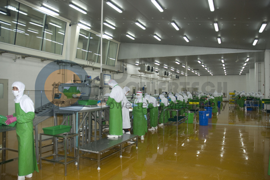 Línea automática de procesamiento de salmón de fácil operación