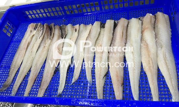 Fileteadora automática de pescado Pollock