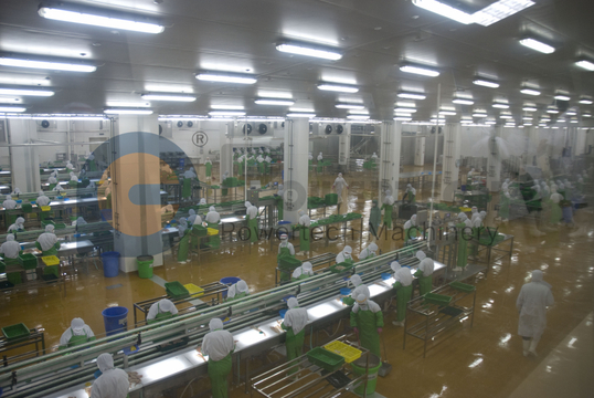 Línea de procesamiento de salmón de higiene y seguridad alimentaria