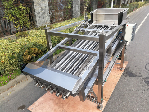 Máquina clasificadora automática de pescado de fácil operación